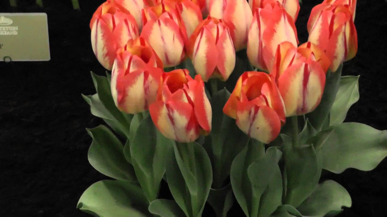 Tulip "Spring Break" - Bulk Tulip Flower Bulbs From Holland - YouTube