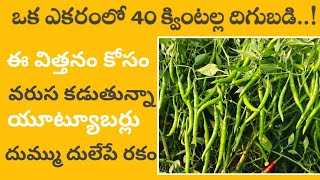 మిరప ఒక ఎకరంలో 40 క్వింటల్ల దిగుబడి | chilli Fire star 55 | parusavedi