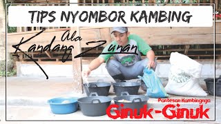 CARA NYOMBOR KAMBING BIAR CEPET GEMUK DAN SEHAT