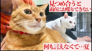 素直になれない猫ふたり、何も言えなくて…夏 My senior kittens are too shy