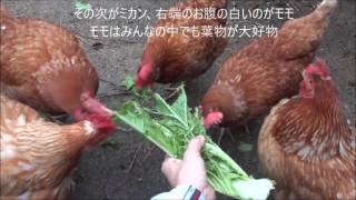 2016年11月20日鶏の食事（白菜が大好き）