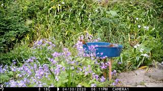 バードバスに野鳥が来た