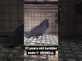 21year old giribaz male❤️‍🔥❤️‍🔥 pigeon champion highflyingpigeons famous viral shorts