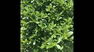 BUXUS Boxwood Shrub: IDENTIFICATION