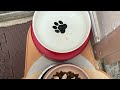 賺外快系列：pet sitting 2