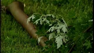 Quick Storm Knocks Down Trees, Damages Buildings