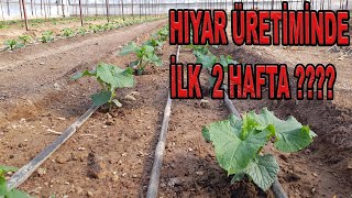 HIYAR ÜRETİMİNDE İLK 2 HAFTADA NELER YAPILIR?