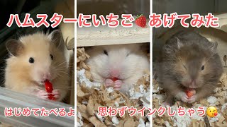 ハムスターにいちごをあげてみた🍓はじめてのちびちゃんたちはどんな反応？？