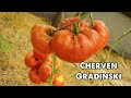 You' ve been looking for a BIG, YIELDING, TASTY tomato? HERE IT IS!!! Cherven Gradinski tomato!