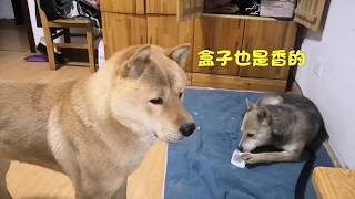 中华田园犬阿黄辛苦讨来酸奶，灰灰眼红却不敢抢，主人出面来帮忙