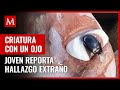 ¿Qué es? Hallan 'extraña' criatura con un ojo en playa de Sudáfrica | FOTOS