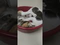 #catfunny #catvideos #cats