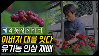 아버지의 대를 이어 한 길을 걸어온 유기농 인삼 재배의 달인을 만나다!