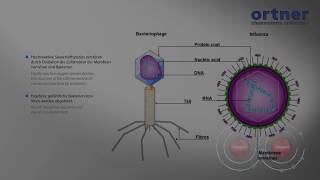 How Photodynamic works? - PDcT by Ortner