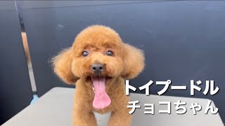 トイプードル チョコちゃん【Toy Poodle】