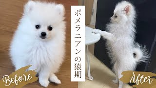 【衝撃的変化】ポメラニアンの猿期🐵