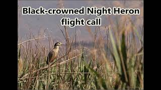 Black-crowned Night Heron flight call