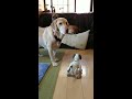 aiboと犬 6 aibo and dog. 【アイボ】