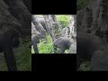 little gorilla jabali 。taipei zoo 台北市立動物園 小 大猩猩 shorts