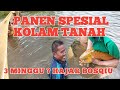 Panen ikan arwana , spesial kolam tanah.#panenarwana