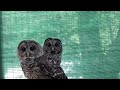 juvenile barred owl sound