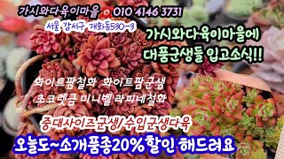 대품군생들이 좋아요 20%할이받으세요!! 화이트팜철화 라피네철화 화이트팜군생 초골렛금 미니벨등 그외 수입군생다육*유료광고포함*