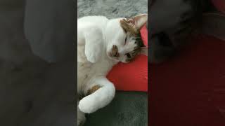 レンジであたためる湯たんぽでとろける#猫動画 #仲良し猫#湯たんぽ猫