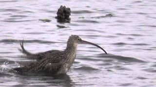 ホウロクシギの水浴び 2014　Far Eastern Curlew