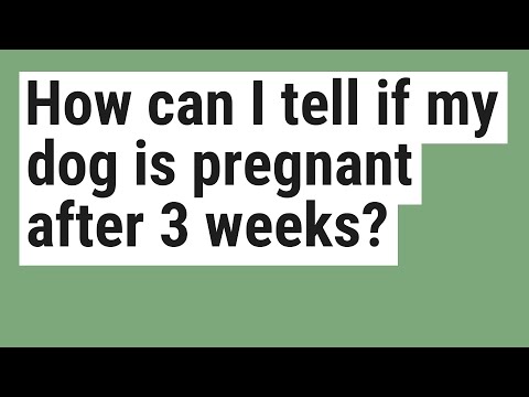 How can I tell if my dog is pregnant after 3 weeks?