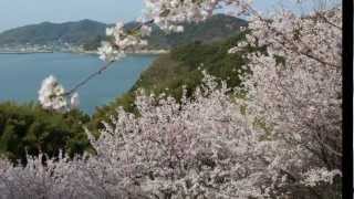 今治市波方　鴨池公園の桜