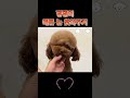 푸들 얼굴컷 애견미용사 푸들 petgrooming