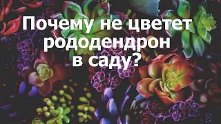 Почему не цветет рододендрон в саду?