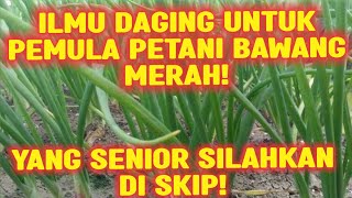 ILMU DAGING UNTUK PEMULA BAWANG MERAH‼YANG SENIOR SILAHKAN DI SKIP