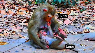 After they released Luna, her baby Luno came running to her when she's not even feeling well