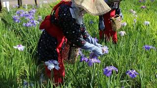 横須賀「菖蒲園」満開のしょうぶ花