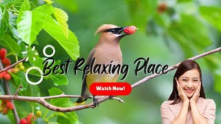 the largest bird collection -healing music for the hart and relaxation