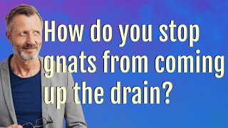 How do you stop gnats from coming up the drain?