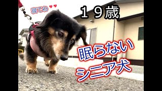 ももとの日々＃179 眠りたくない19歳6カ月シニア犬とちょっとくたびれたシニア夫婦