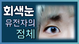 Youwho 유전자 검사ㅣ회색눈은 어느 나라 유전자일까요?? Gray eyes gene