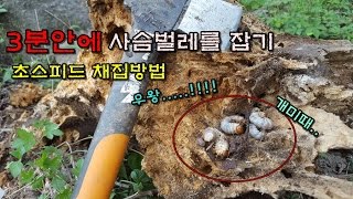 3분안에 사슴벌레를 잡아보았다. 대박채집 개미때의 습격...!!! [정브르] / I caught a stag beetle in three minutes