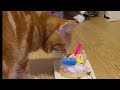 猫のマロン　1才の誕生日　こんなに大きくなりました。はじめて猫用ケーキを食べた。 アメリカンショートヘア