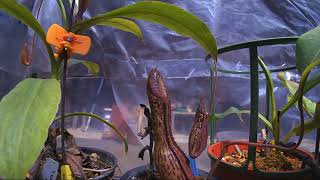 time lapse nepenthes boschiana