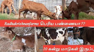 radhakrishnanfarms  பெரிய பண்ணையா?? 10 கன்று மாடுகள் இருப்பு || #radhakrishnanfarms 13 6 2022