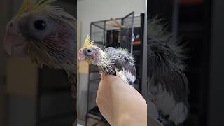 Птенцы одного выводка: l -24дня, l l -22 дня, lll -20 дней #cockatiel_family71 #shorts #birds#chicks