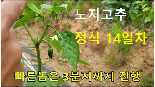 5월 8일 노지고추 정식 14일차/냉해없이 쑥쑥/빠른 놈은 3분지까지 진행