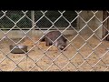 アメリカバク アレック 池田動物園 south american tapir ikeda zoo