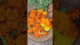 Flower Video🌸Organic Terrace Gardening For Beginners🔥Marigold Uses✨Ecoprint #ashasgardenstory#shorts