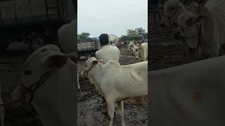 వర్షం లో కోదాడ సంత #cattlemarket #viral_short #bulls