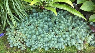 Stonecrop Sedum - Deadhead and Propagate - July 14