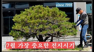 7월 가장 중요한 전지시기(2020.7.6)                                  우림조경(010-4525-0077)